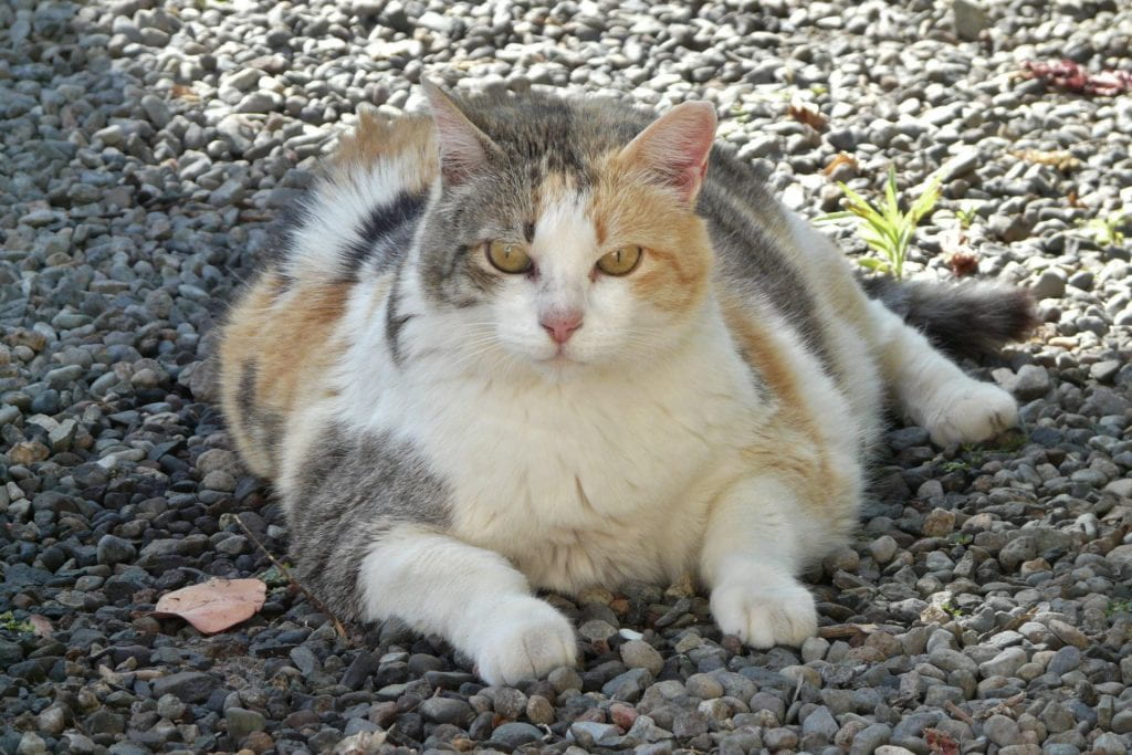 An overweight cat sitting on the ground outdoors. 