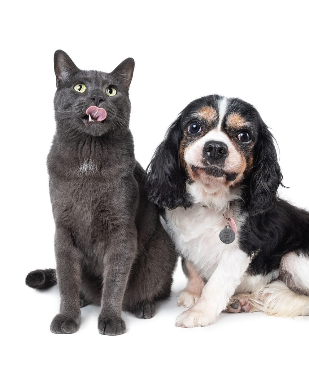 A black cat next to a tricolour dog, who are posing together for a professional portrait.