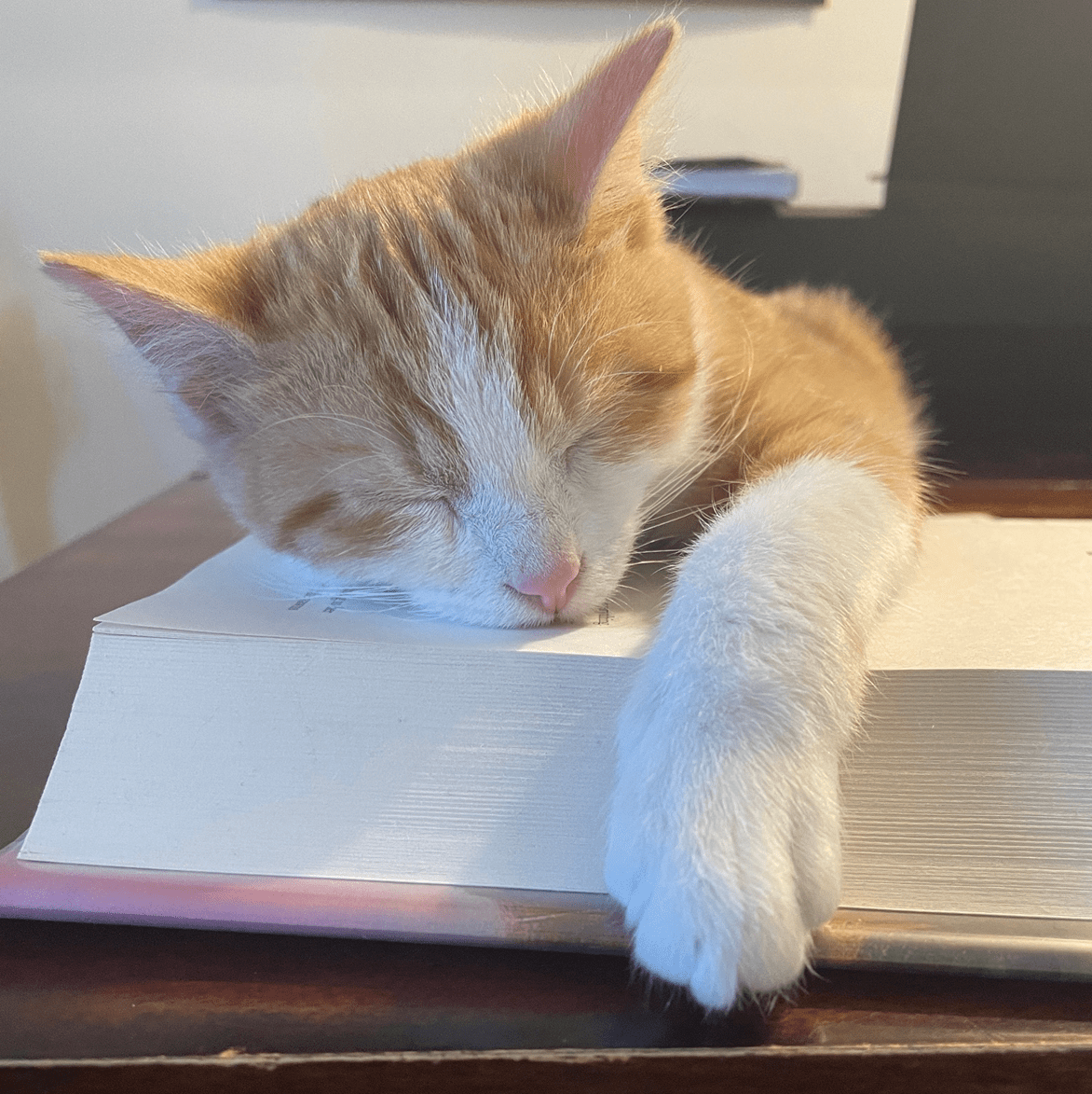 A cat who has fallen asleep on a large textbook. 