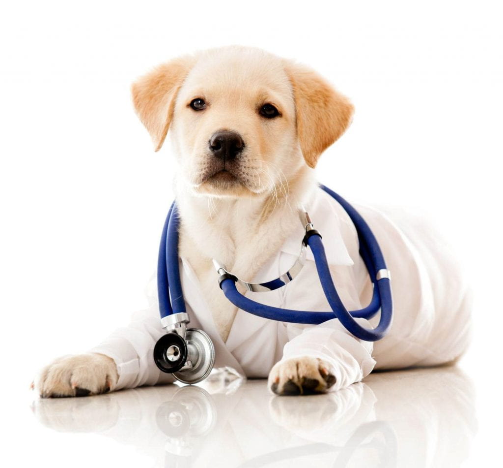 A Labrador puppy wearing a lab coat, with a stethoscope around its neck. 