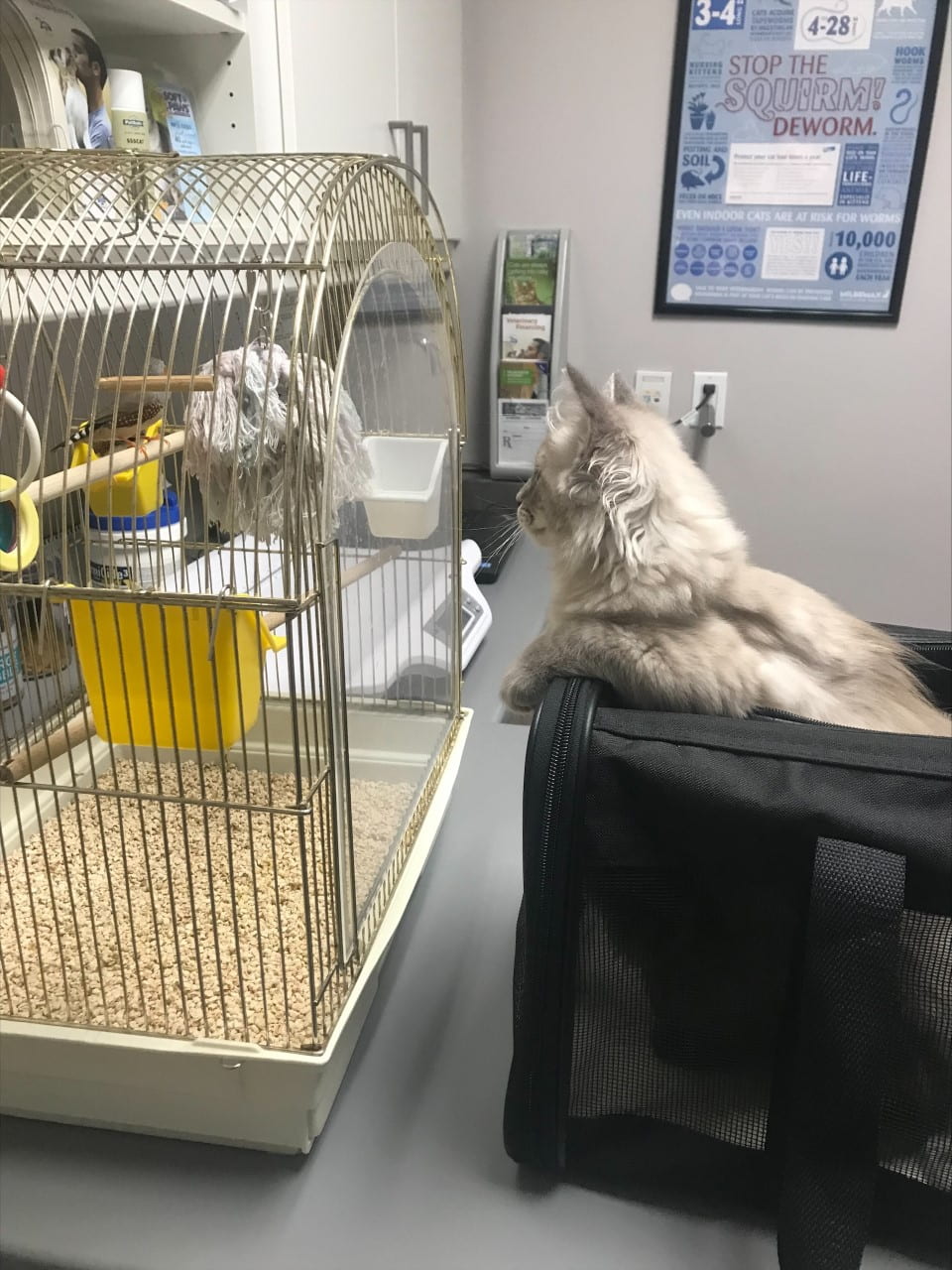 Baby Howie the cat at the vet's office, looking at a bird in a cage.