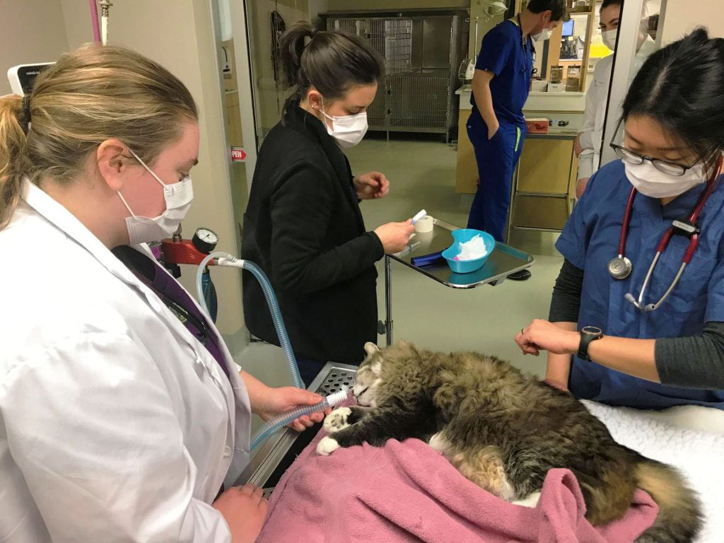Four veterinary team members in an operating room, with a cat on the operating table. 