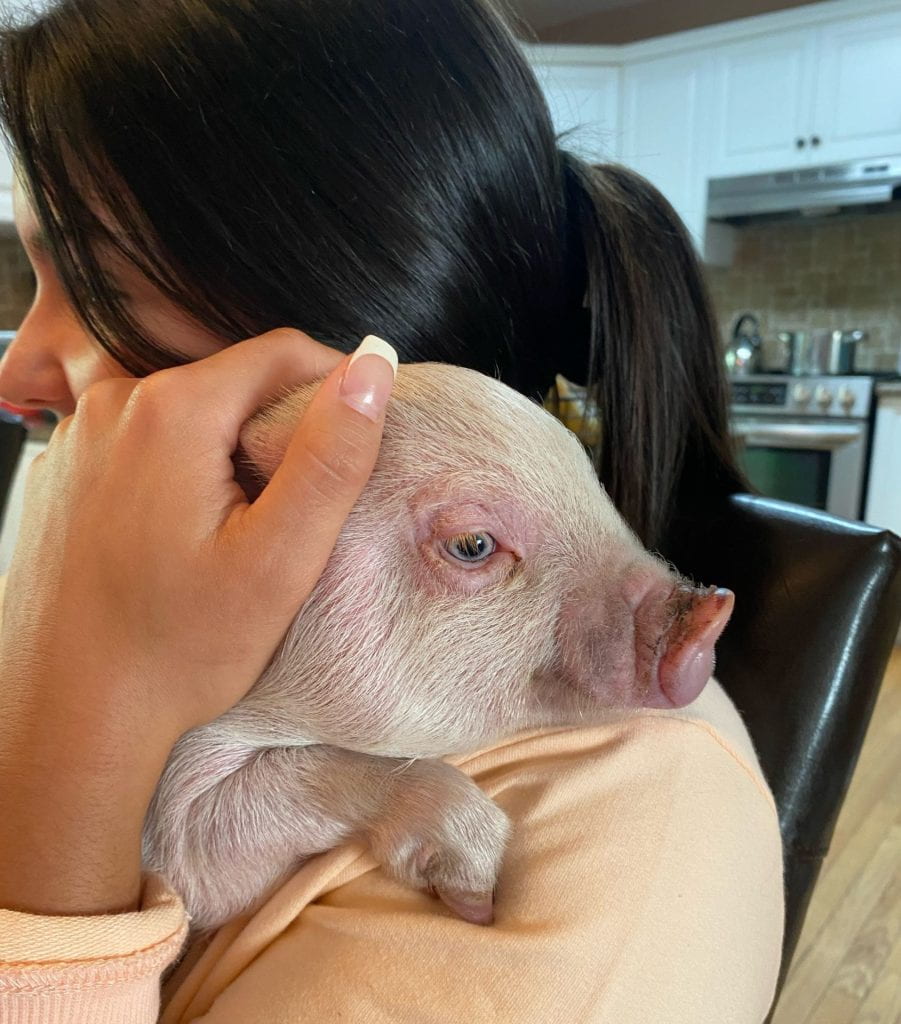 Woman cuddling her pet piglet at home inside her kitchen. 