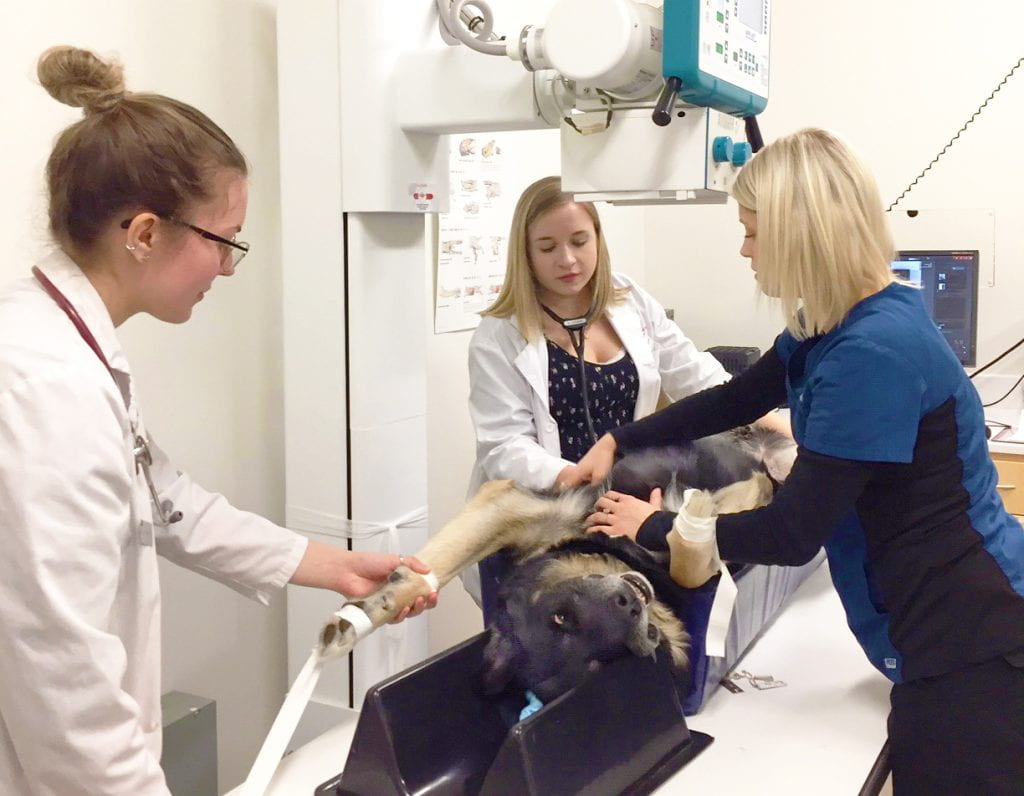 Three veterinary team members with a large dog who is about to undergo a medical scan. 