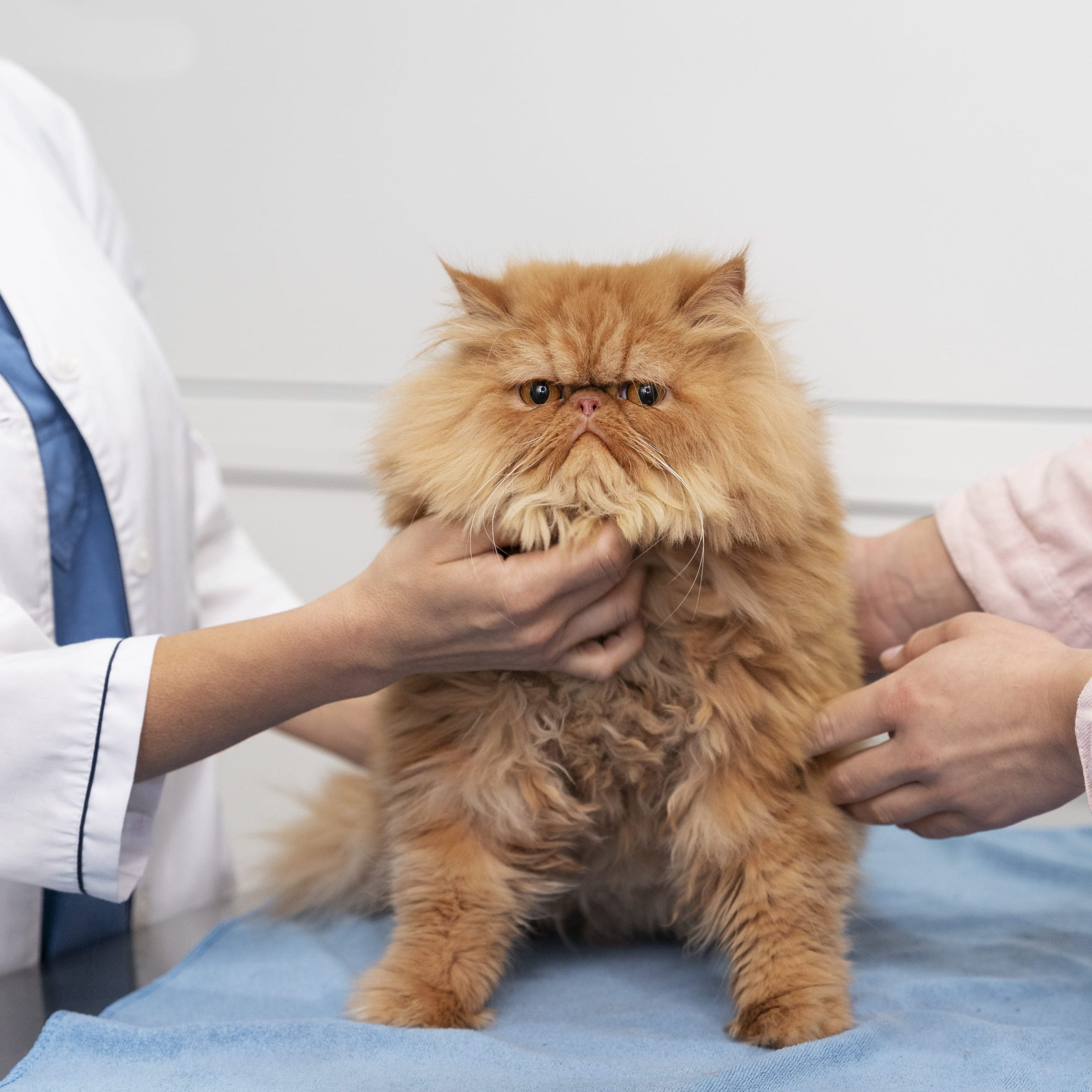 Grumpy cat being pet by veterinarians