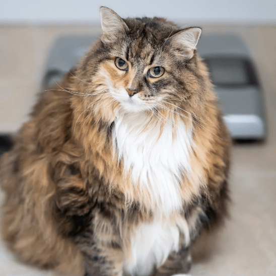Overconditioned cat in front of weigh scale